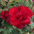 Rosa 'Red Perfumella'