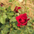 Rosa 'Red Perfumella'