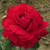 Rosa 'Red Perfumella'