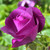 Rosa 'Rhapsody in Blue'