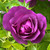Rosa 'Rhapsody in Blue'