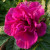 Rosa 'Roseraie de l'Hay'