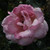 Rosa 'Royal Highness'
