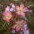 Rosa rubrifolia