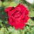 Rosa 'Ruby Wedding'