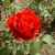 Rosa 'Ruby Wedding'