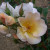 Rosa 'Sally Holmes'