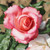 Rosa 'Sandra'