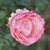Rosa 'Sandra'