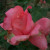 Rosa 'Sandra'