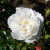 Rosa 'Sander's White Rambler'
