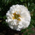 Rosa 'Schneelicht'