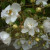 Rosa 'Seagull'
