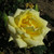 Rosa 'Selfridges'