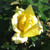 Rosa 'Selfridges'