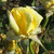 Rosa 'Selfridges'
