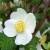 Rosa sericea pteracantha
