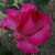 Rosa 'Signature'