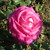 Rosa 'Signature'