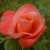 Rosa 'Silver Jubilee'