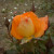 Rosa 'Southampton'