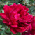 Rosa 'Souvenir de Claudius Denoyel'