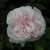 Rosa 'Souvenir de la Malmaison'