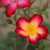 Rosa 'Starry Eyed'