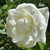 Rosa 'St John'