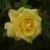 Rosa 'Sunblest'