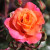 Rosa 'Sunrise'
