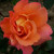 Rosa 'Sunrise'