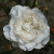 Rosa 'Swany'