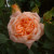 Rosa 'Sweet Dream'