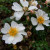 Rosa 'Temple Bells'