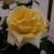 Rosa 'The Wainwright Rose'