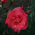 Rosa 'Tony Jacklin'