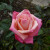 Rosa 'Toots'