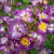 Rosa 'Veilchenblau'
