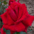 Rosa 'Veterans' Honor'