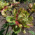 Rosa 'Viridiflora'