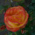Rosa 'Voice of Thousands'