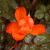Rosa 'Warm Welcome'