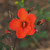 Rosa 'Warm Welcome'