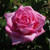 Rosa 'Wedding Bells'