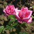Rosa 'Wedding Bells'