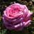 Rosa 'Wedding Bells'