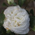 Rosa 'White Perfumella'