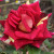 Rosa 'Wizard'