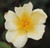 Rosa 'Yellow Mutabilis'